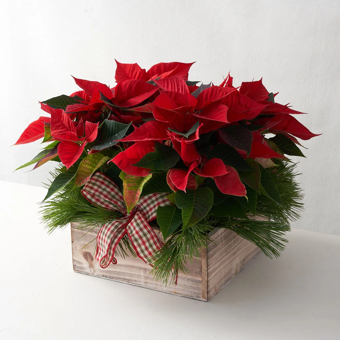 Mini red poinsettias in a Wooden Box