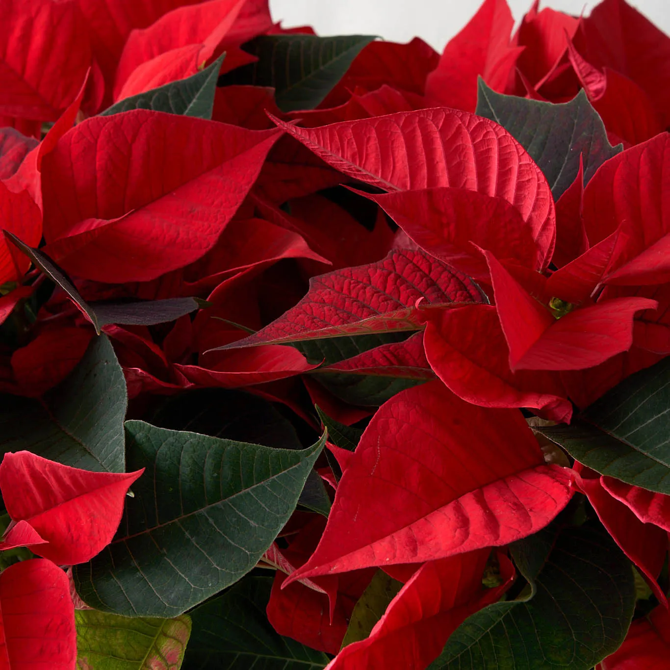 Mini red poinsettias in a Wooden Box