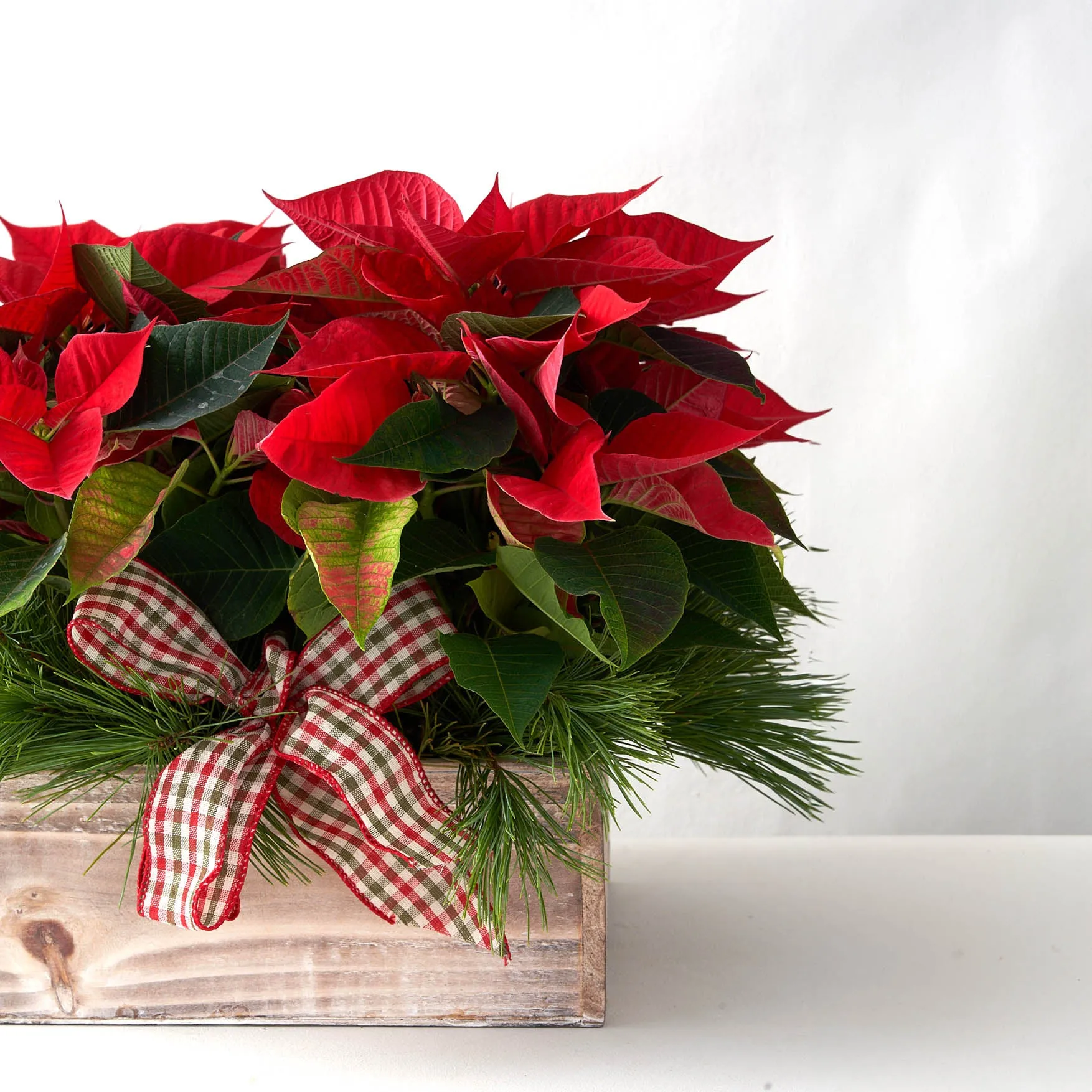 Mini red poinsettias in a Wooden Box