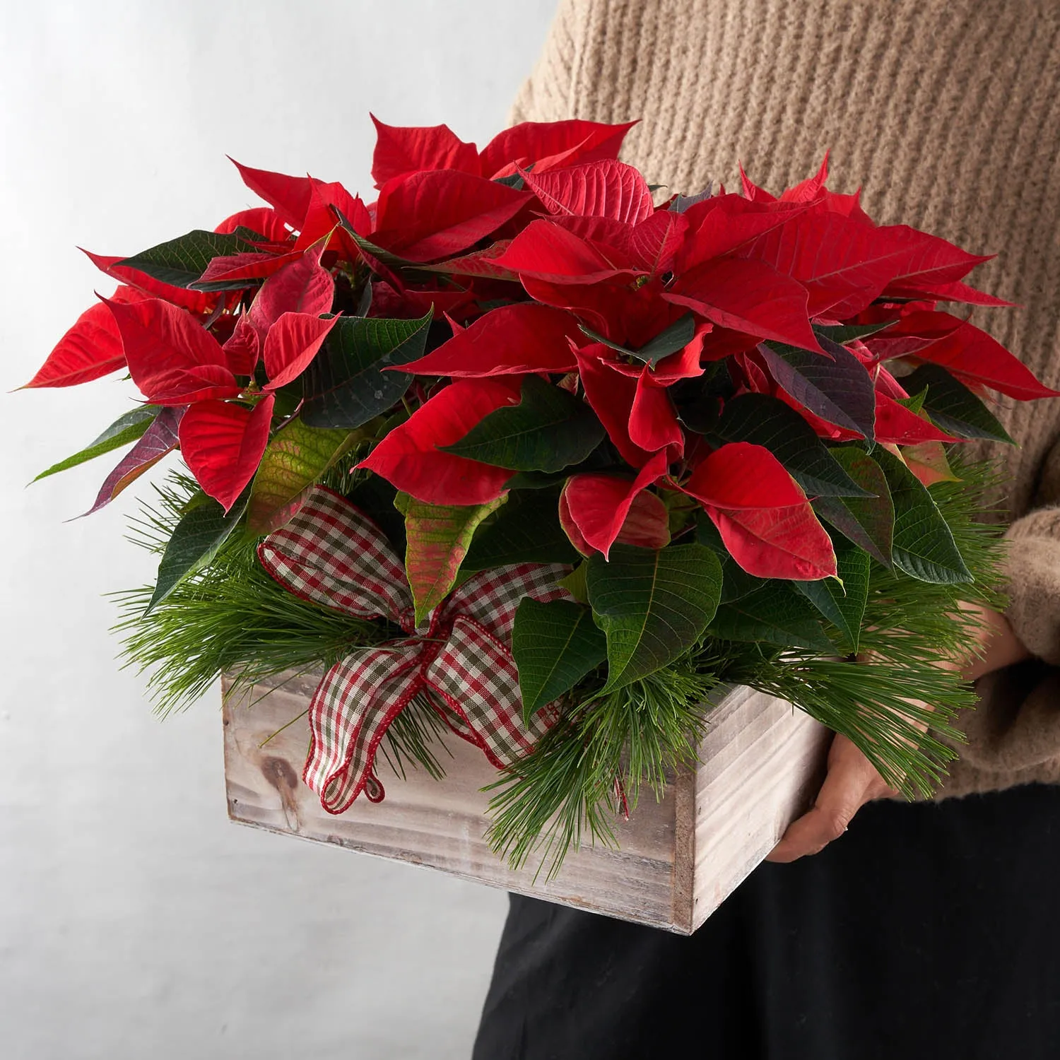 Mini red poinsettias in a Wooden Box