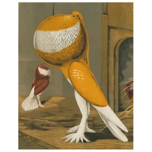 Pouter Cock Pigeon, Orange (p 28)
