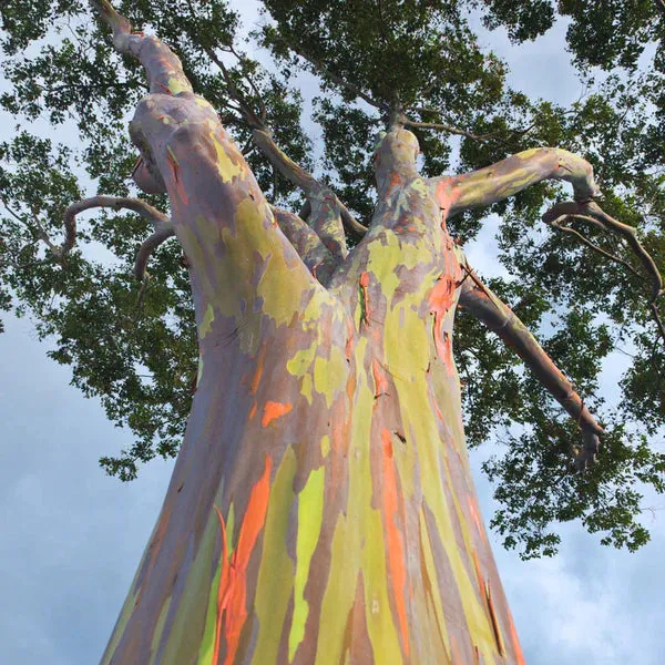 Rainbow Eucalyptus Tree -  Eucalyptus Deglupta ***Click Link In Description For Full Product View And To Order***